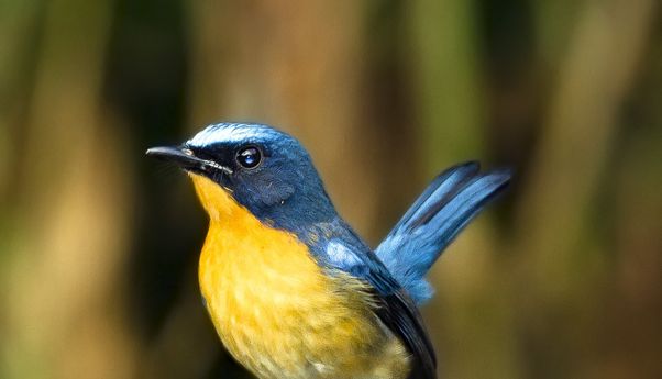 Jual Beli Burung Jogja: Ketahui Istilah yang Sering Dipakai Saat Transaksi di Dunia Kicau Mania