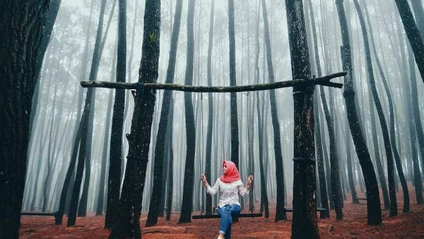 Hutan Pinus Yogyakarta Terindah, Anda Harus Mengunjunginya