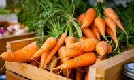 Petani Jepang Ini Panen Wortel dengan Bentuk Unik karena Kelainan Genetik