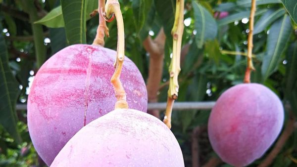 Beli Bibit Mangga Cuma Rp485 Ribu, Setelah Besar 2 Buah Laku Rp65 Juta