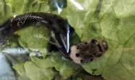 Ular Paling Berbisa di Dunia Ditemukan Sembunyi di Kemasan Salad dari Supermarket