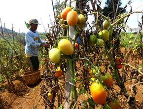 Berita Jateng: Sekolah Petani Tomat ala Lereng Merbabu