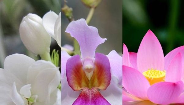 Mengenal Bunga Nasional Negara ASEAN, Mana yang Paling Indah?