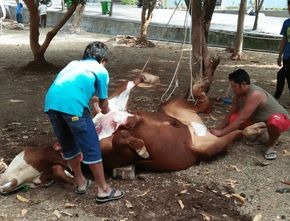 Berita Seputar Bogor: Pemkab Bogor Adakan Pelatihan Penyelenggaraan Kurban via Webinar