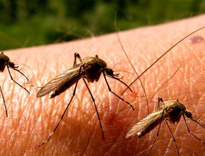 Tanaman Pengusir Nyamuk yang Mudah Anda Temui