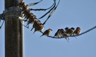 Ini Cara Mengamati Burung Migran yang Singgah di Kota Yogyakarta