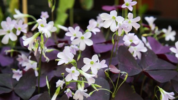Tanaman Oxalis Cantik Menawan Berona Ungu Cocok Hiasi Rumah Anda