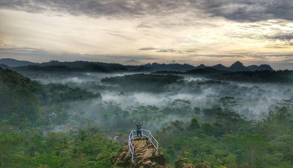 Ingin Wisata di Hutan Pinus Kalilo Purworejo? Ini Lokasi, Harga Tiket dan Rute Lengkap