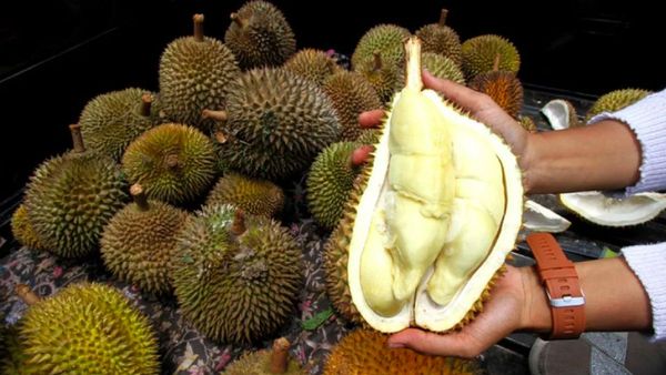 Durian Indonesia Siap Tembus Pasar China Setelah Kesepakatan Ekspor Baru