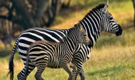 Mirip Banget dengan Kuda, Kenapa Zebra Tak Pernah Ditunggangi?