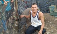 Babi Hutan Menangis Seperti Manusia Gemparkan Warga, Jangan-jangan Babi Ngepet?