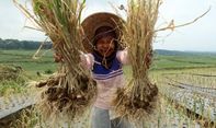 Jawa Tengah Panen Raya Bawang Putih, tapi Penjualan Seret