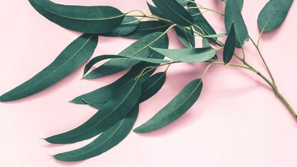 Disebut Dapat Atasi Covid-19, Ini Manfaat Eucalyptus untuk Kesehatan