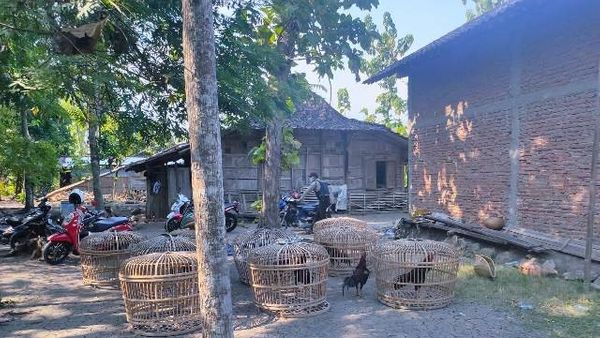 Berita Jateng: Judi Sabung Ayam di Sragen Digrebek, 28 Sepeda Motor Milik Pelaku dan Penonton Ditinggal