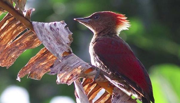5 Jenis Burung Pelatuk Paling Populer di Dunia yang Memiliki Suara Khas