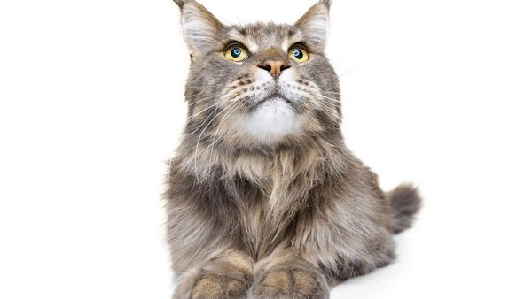 Biar Nggak Rontok dan Jamuran, Ketahui 7 Tips Merawat Kucing Berbulu Panjang