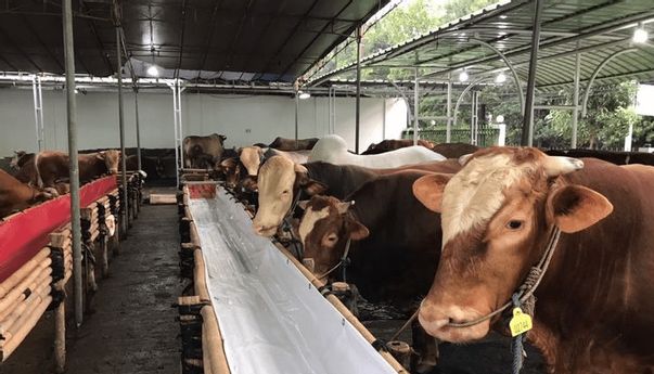 Berita Jogja: DIY Terapkan Aturan Jam Berjualan Hewan Kurban