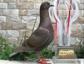 Jayabaya, Burung Merpati Termahal yang Harganya Rp1 Miliar!
