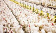 Ratusan Karyawan Terinfeksi Covid-19, Rumah Potong Ayam Jadi Klaster Baru di Sleman