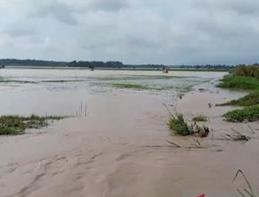 6.915 Hektare Sawah di Lampung Selatan Terendam Banjir, Petani Terancam Gagal Panen