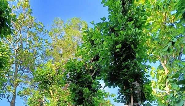 Ranah Pohon: Mewujudkan Ruang Terbuka Hijau yang Lebih Sehat dan Berkelanjutan untuk Kota Indonesia