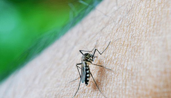 Berita Seputar Gunung Kidul: Darurat DBD, Kenali Jam Aktif Nyamuk Aedes Aegypti