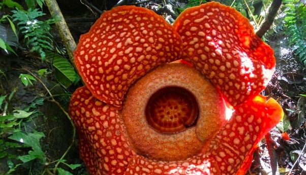 Mengejukan! Tiga Bunga Rafflesia Mekar Bersamaan di Bengkulu