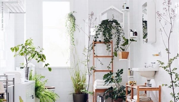 Mampu Mengusir Bau Tidak Sedap, Tanaman Hias Ini Cocok Disimipan Di Toilet Rumah Anda