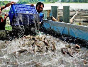 Memberi Pakan Ikan Lebih Efisien Lewat Aplikasi eFishery