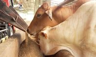 12 Ribu Sapi di Papua Barat Dipastikan Bebas LSD dan Layak Kurban Idul Adha 1444 H