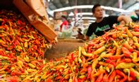Stok Melimpah, Harga Cabai Rawit di Yogyakarta Anjlok Pekan Ketiga April 2021