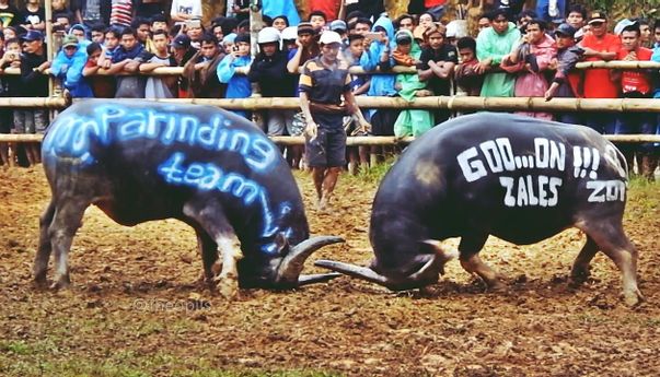 Mapasilaga Tedong: Pertunjukan Tarung Kerbau Tana Toraja