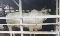 Presiden Prabowo Beli Sapi Peternak di Pariaman Seharga Rp75 Juta untuk Kurban, Beratnya Hampir Satu Ton