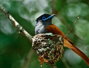Pecahkan Rekor Dunia Dua Dekade, Ditemukan 10 Spesies Burung Baru di Sulawesi Timur