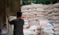 Berita Seputar Jateng: Jatah Pupuk Bersubsidi Dipangkas, Petani di Klaten Menjerit
