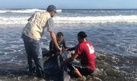 Evakuasi Lumba-Lumba di Bali yang Menegangkan, Jantungnya Sempat Tak Terdeteksi dan...