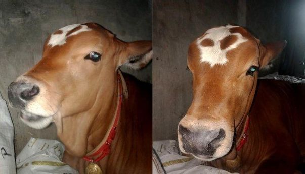 Kronologi Pedro Lukito, Sapi Viral Berbaring di Kamar Pemiliknya