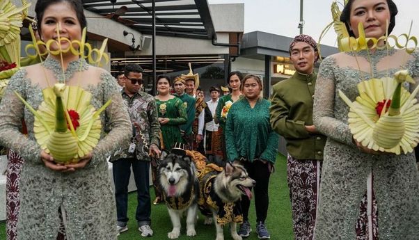 Disbud DIY Kecam Pernikahan Mewah Anjing Pakai Adat Jawa yang Viral di Medsos