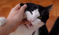 Ini Penjelasan Pakar Kenapa Kucing Kadang Menggigit saat Dielus