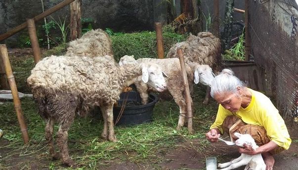 Di Penghujung 2020, Kambing Bermata Satu Lahir di Sleman, Pertanda Apa Ya?