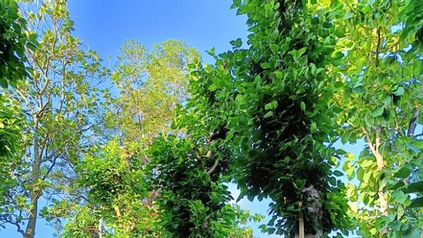 Ranah Pohon: Mewujudkan Ruang Terbuka Hijau yang Lebih Sehat dan Berkelanjutan untuk Kota Indonesia