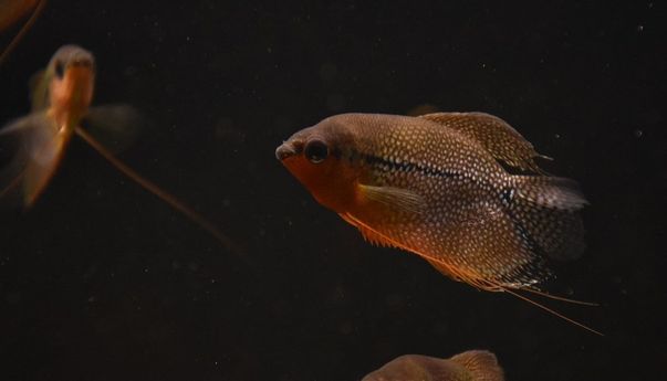 Penuhi Asupan Protein Harian dengan Mengonsumsi Ikan Tawar, Jenis Apa Saja?