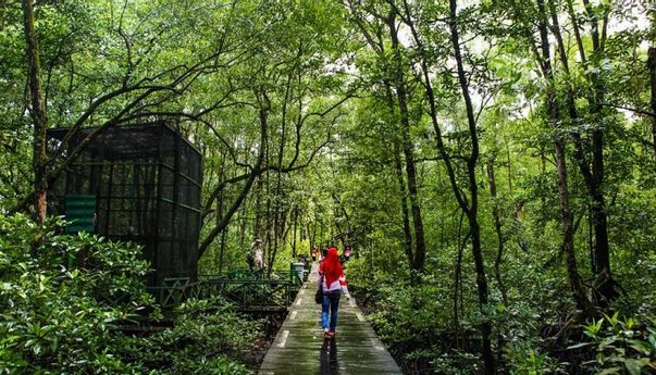Menjelajahi Pesona Hutan Mangrove Tarakan