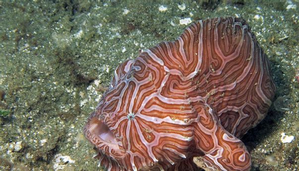 Habitat Ikan Kodok Maluku yang Jadi Daya Tarik Pariwisata Ambon Mulai Tercemar, Butuh Perhatian Serius