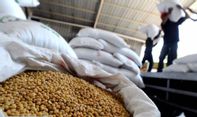 Sudah Ganti Tahun, Harga Kedelai Impor di Gunungkidul Masih Tinggi