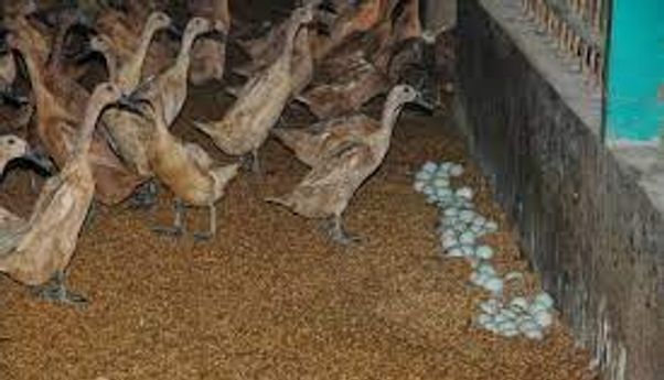Peternak Khawatir Tak Mampu Penuhi Permintaan Daging dan Telur Bebek di Bulan Puasa
