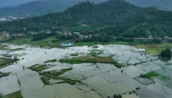 400 Hektare di Konawe Sultra Terendam Banjir akibat Luapan Sungai Aworeka