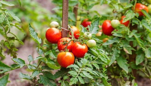 Berita Jateng: BMKG Adakan Sekolah Lapang Iklim untuk Atasi Gagal Panen Tomat