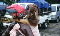 JDDC Tidak Sarankan Bawa Kambing dengan Motor, Mengapa?