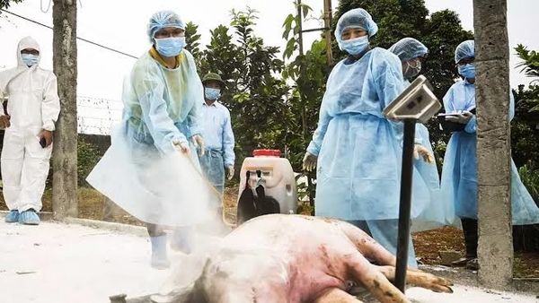 Demam Babi Afrika Renggut Ribuan Babi di Sumatera Utara